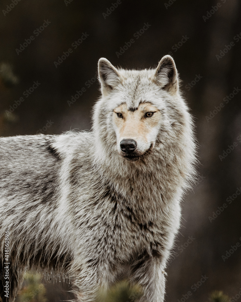 portrait photo of a wolf shedding in finland
