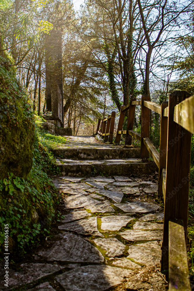 Fototapeta premium path in the woods