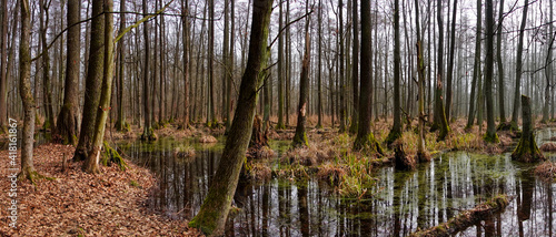 PIERWOTNY BAGIENNY LAS. REZERWAT PRZYRODY „OLSZYNY NIEZGODZKIE”. DOLINA BARYCZY, POLSKA.