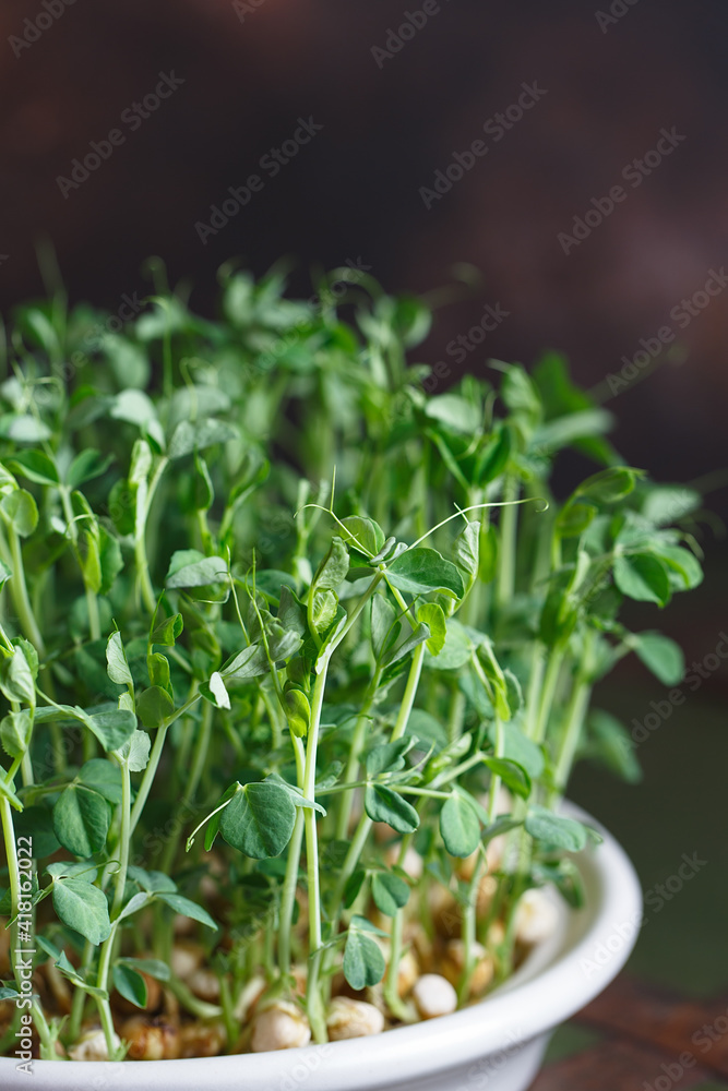 Peas microgreens with seeds and roots. Sprouted peas Seeds. Sprouting Micro greens. Seed Germination at home. Vegan and healthy eating concept. Growing sprouts. Green living concept Peas microgreens with seeds and roots. Sprouted peas Seeds. Sprouting Micro greens. Seed Germination at home. Vegan and healthy eating concept. Growing sprouts. Green living concept
