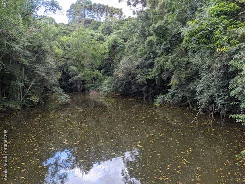 river in the forest