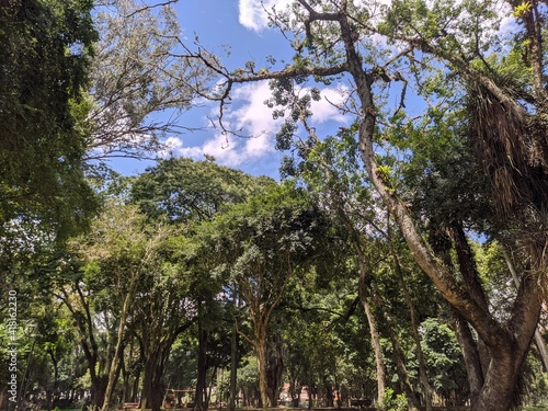 trees in the park