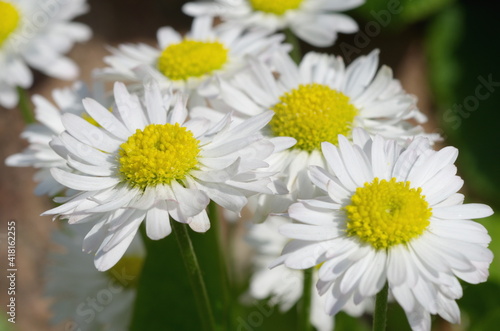 Blooming daisies  lat. Bellis perennis  close-up