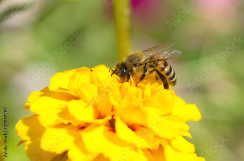 A bee on a yellow marigold flower (Lat. Tagetes) © koromelena