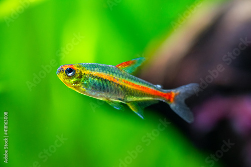 macro close up of a tetra growlight (Hemigrammus Erythrozonus) in a fish tank with blurred background