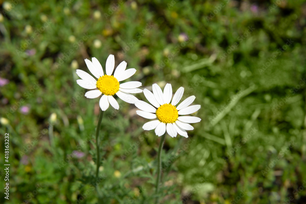 Camomile flowers in the field