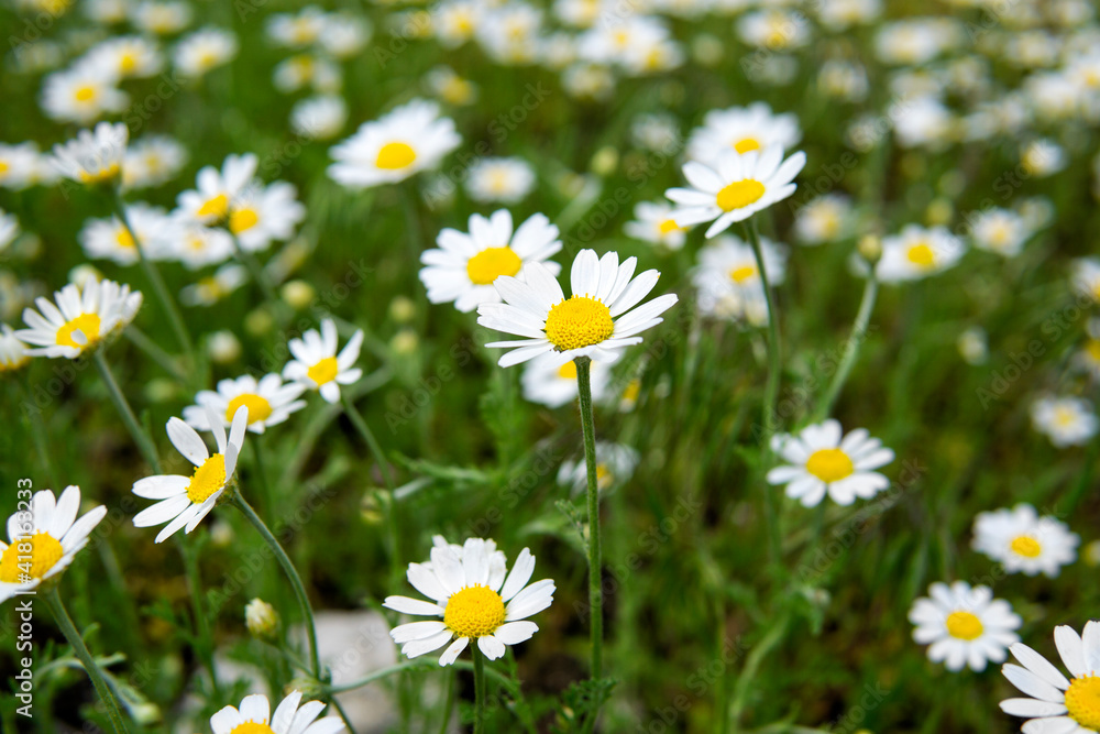 Field of blooming daisies in spring Field of blooming daisies in spring