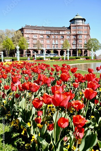 Red tulips in Friedrichsplatz park in Mannheim, Germany. The Friedrichsplatz is an iconic set of gardens and paths at the heart of Mannheim. It is known for its neo-Baroque or art nouveau design.