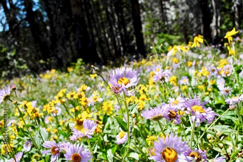 Alpine yellow - arnica cordifolia  commonly  heartleaf arnica  - and purple - erigeron elatior  commonly  tall fleabane  - wildflowers in the Medicine Bow National Forest in Wyoming  United States. 