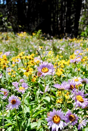 Alpine yellow - arnica cordifolia (commonly: heartleaf arnica) - and purple - erigeron elatior (commonly: tall fleabane) - wildflowers in the Medicine Bow National Forest in Wyoming, United States. 