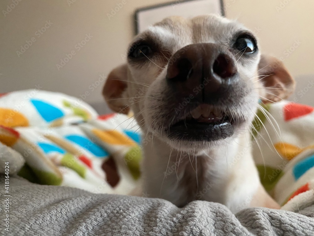 Why Do My Dogs Eyes Stink