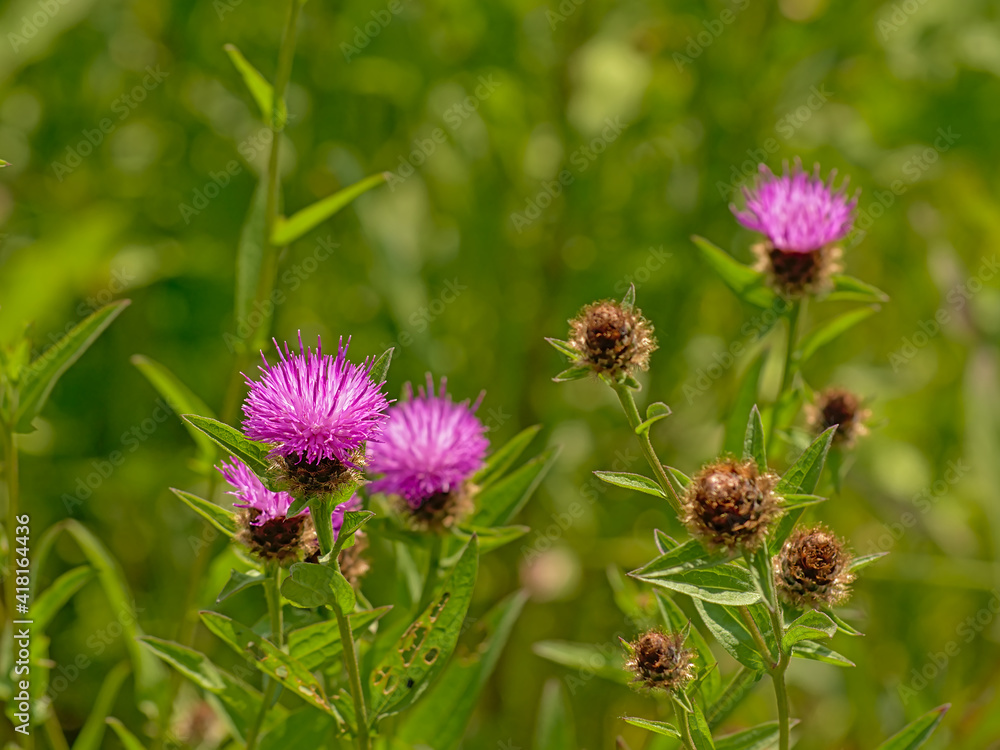 Bright pink milk thistle flowers - Silybum marianum Bright pink milk thistle flowers - Silybum marianum