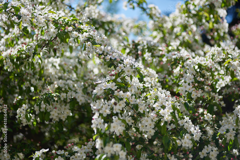 In spring, a joyful and colorful new life is awakened In spring, a joyful and colorful new life is awakened