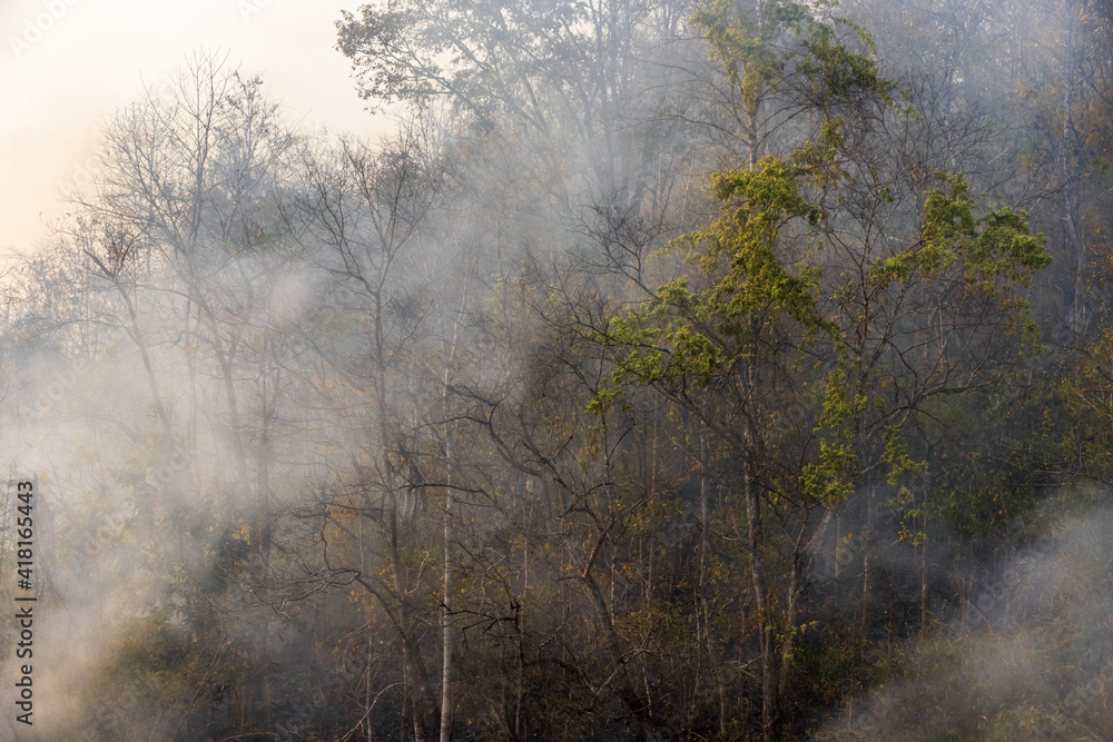 Fototapeta premium Forest fire disaster is burning caused by human