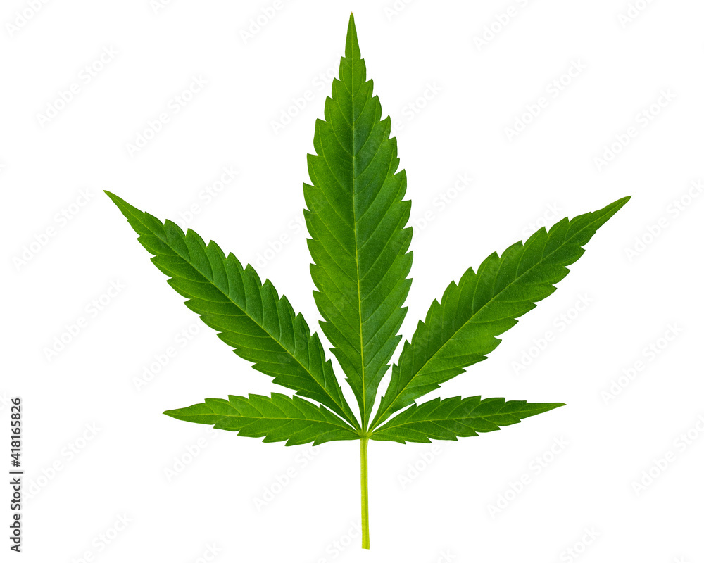 Marijuana or Cannabis green leaf. Hemp plant growing. Medical marijuana sativa or indica. Organic cannabis sprout. Legalized drugs. United States Decriminalize. Macro on isolated white background. Marijuana or Cannabis green leaf. Hemp plant growing. Medical marijuana sativa or indica. Organic cannabis sprout. Legalized drugs. United States Decriminalize. Macro on isolated white background.