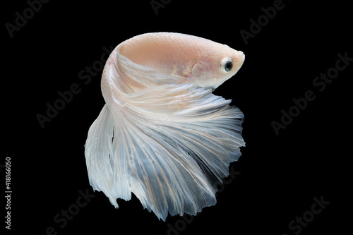 White betta fish moving moment beautiful fancy halfmoon betta, fighting fish, siam betta fish on black background.