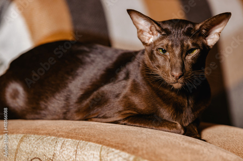Obraz na plátne Shorthair Oriental Havana Cat with chocolate coat color.