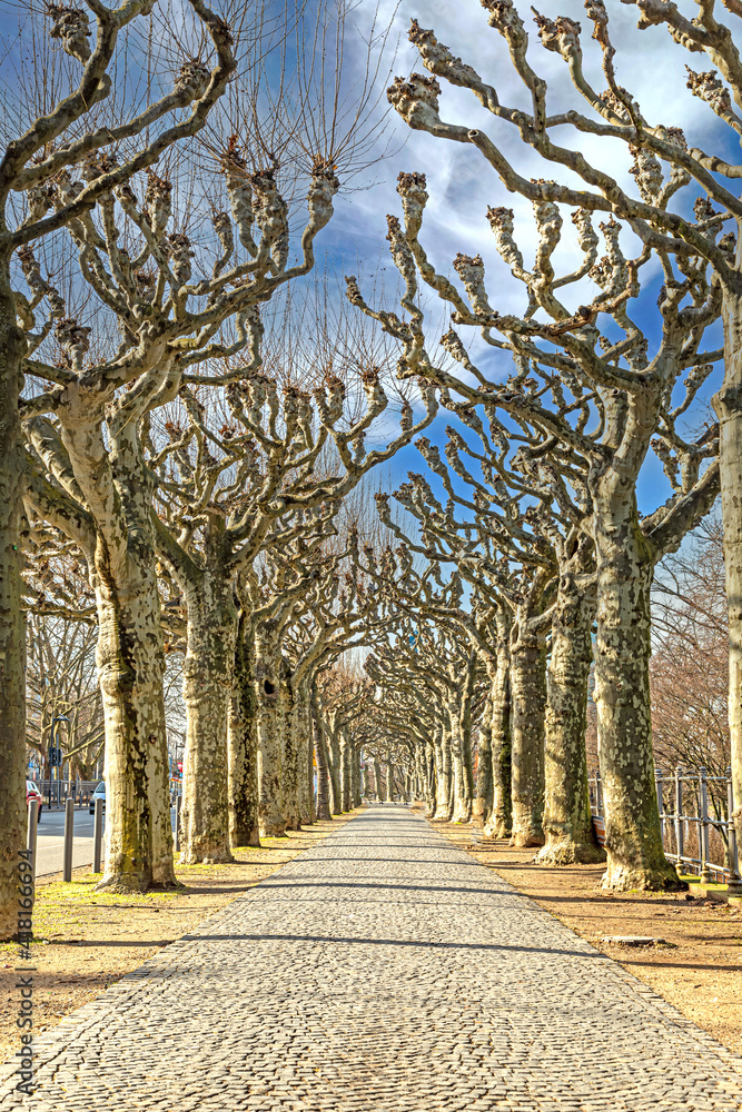Image along an avenue with deciduous plane trees Image along an avenue with deciduous plane trees