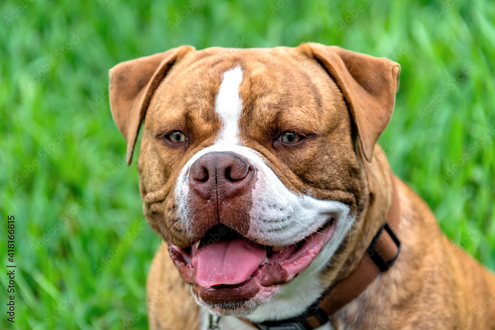 Close-up of a Dogue de Bordeaux or French Mastiff