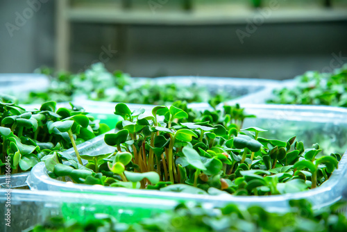 Growing fresh micro greens, raw sprouts in greenhouse home conditions. The concept of a healthy lifestyle and diet.
