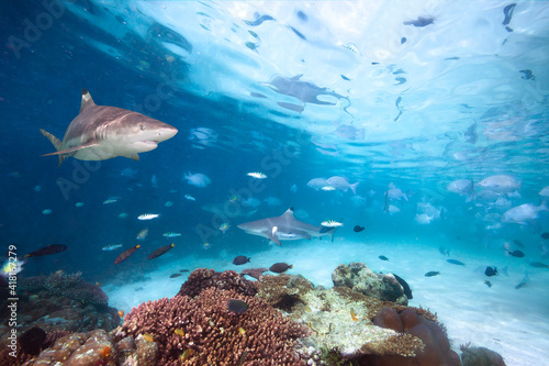 A blacktip reef sharks swimming above a school of fish with sunbeams slanting through the blue water background.