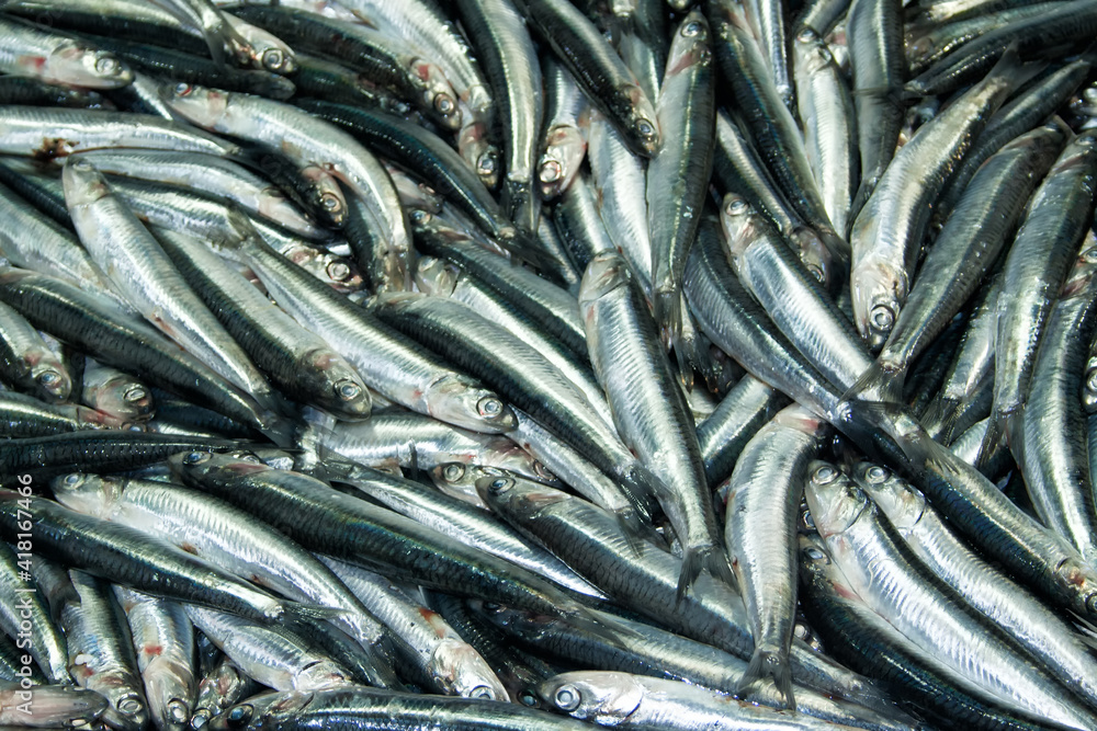 Large Mediterranean sprat close-up, sale on the market. Large Mediterranean sprat close-up, sale on the market.