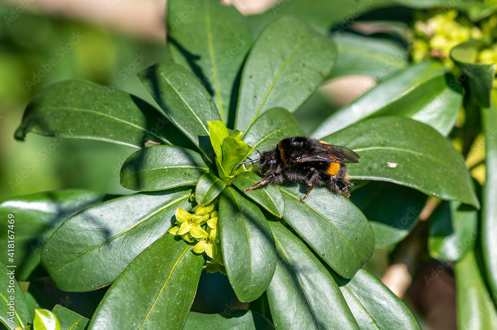 Fototapeta premium Emerged from hibernation, a queen Buff-tailed bumblebee (Bombus terrestris) searches for pollen