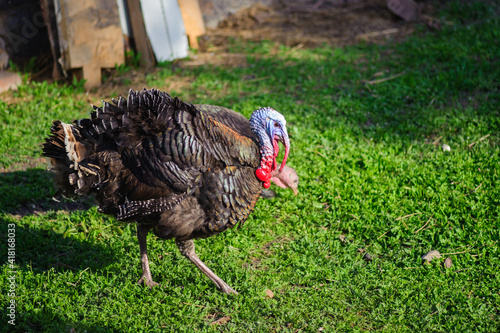 Single big turkey cock walking in sunny garden