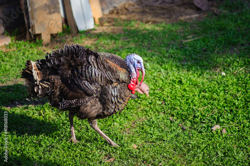 Single big turkey cock walking in sunny garden photo