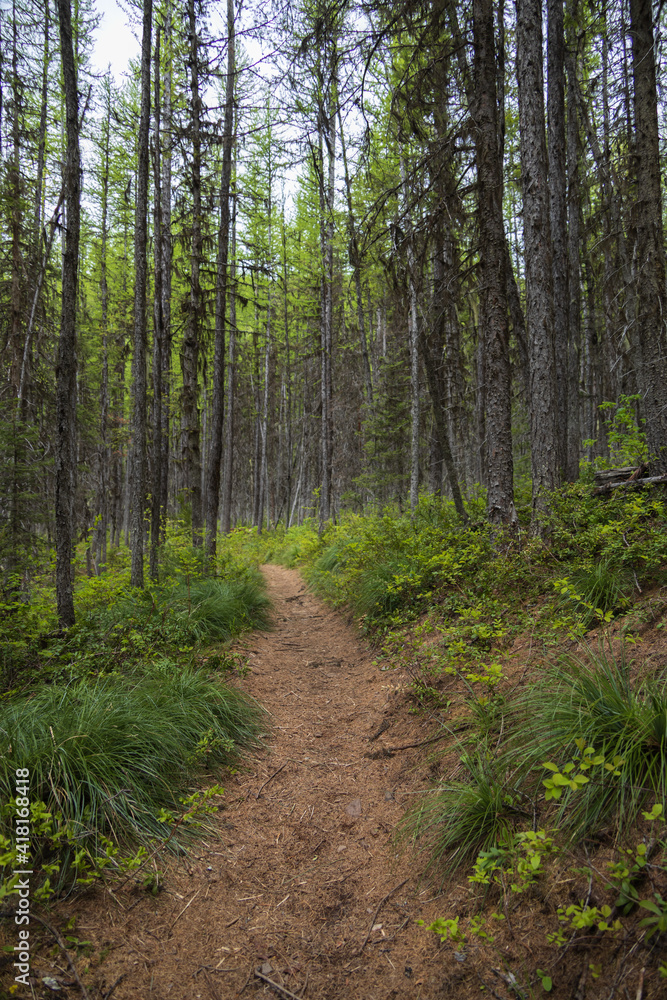 Hiking Trail through tall trees in forest Hiking Trail through tall trees in forest