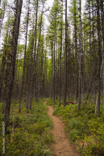 Wallpaper Mural Hiking Trail through tall trees in forest
 Torontodigital.ca