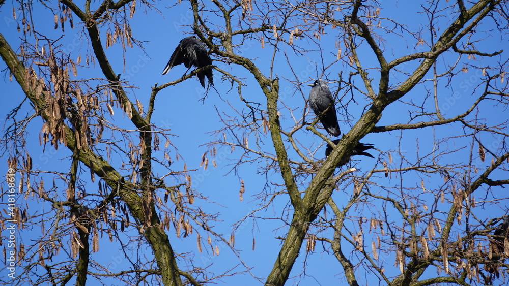 Kawka (Corvus monedula) – gatunek średniej wielkości ptaka synantropijnego z rodziny krukowatych (Corvidae). Kawka (Corvus monedula) – gatunek średniej wielkości ptaka synantropijnego z rodziny krukowatych (Corvidae).