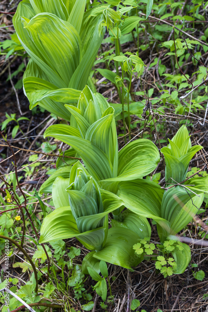 False Hellebores plant
False Hellebores plant