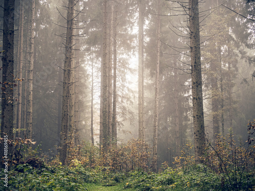 d  sterer Wald    sterreich  Kitzb  hel