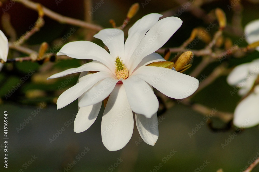 Beautiful white flowering magnolia - flowering tree. Magnolia stellata - selective focus Beautiful white flowering magnolia - flowering tree. Magnolia stellata - selective focus