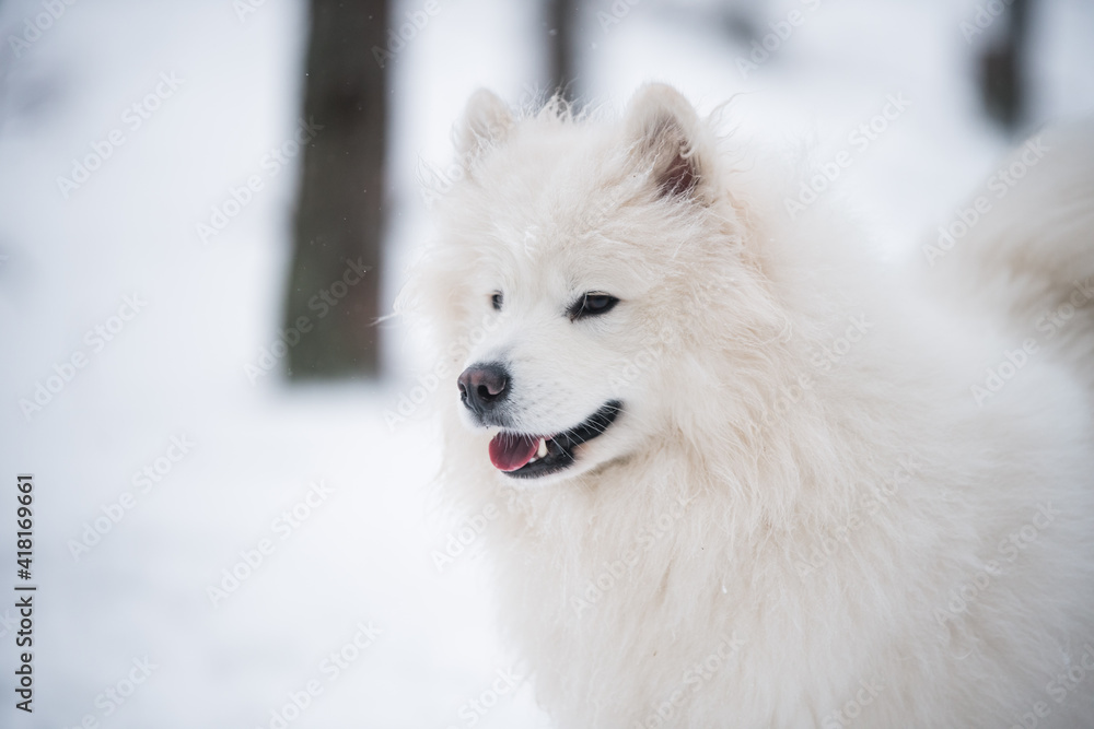 Samoyed white dog portrait closeup is in the winter forest Samoyed white dog portrait closeup is in the winter forest