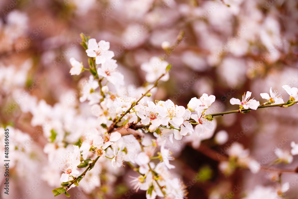 Cherry blossom in full bloom. Cherry flowers in small clusters on a cherry tree branch, fading in to white. Shallow depth of field. Focus on center flower cluster. Cherry blossom in full bloom. Cherry flowers in small clusters on a cherry tree branch, fading in to white. Shallow depth of field. Focus on center flower cluster.