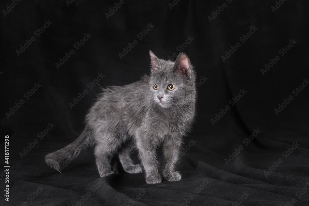 Obraz premium silver kitten stands on a black background