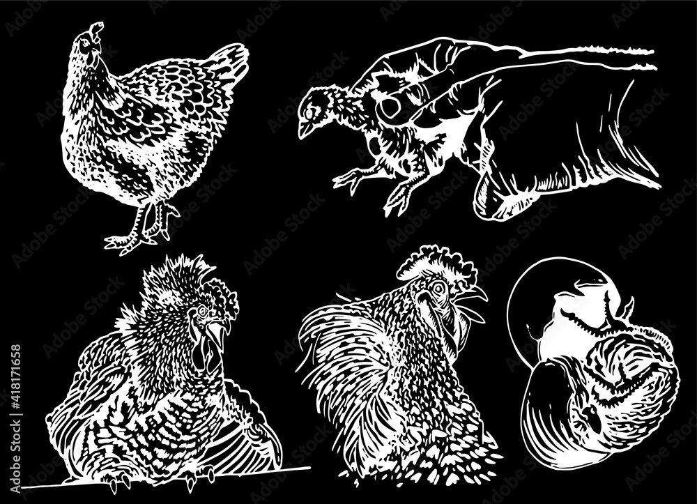 Graphical set of farm birds,hens and rooster isolated on black background,vector Graphical set of farm birds,hens and rooster isolated on black background,vector