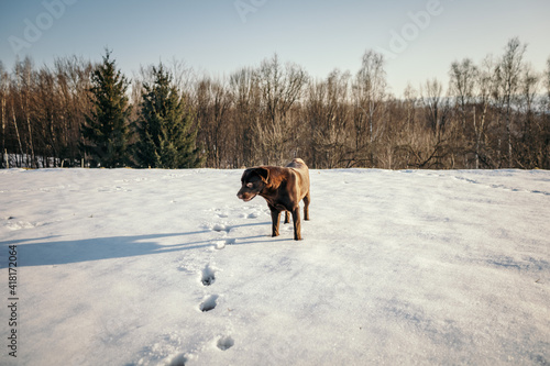 A brown dog walking across a snow covered field