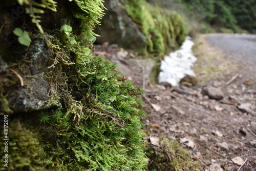 moss on stone