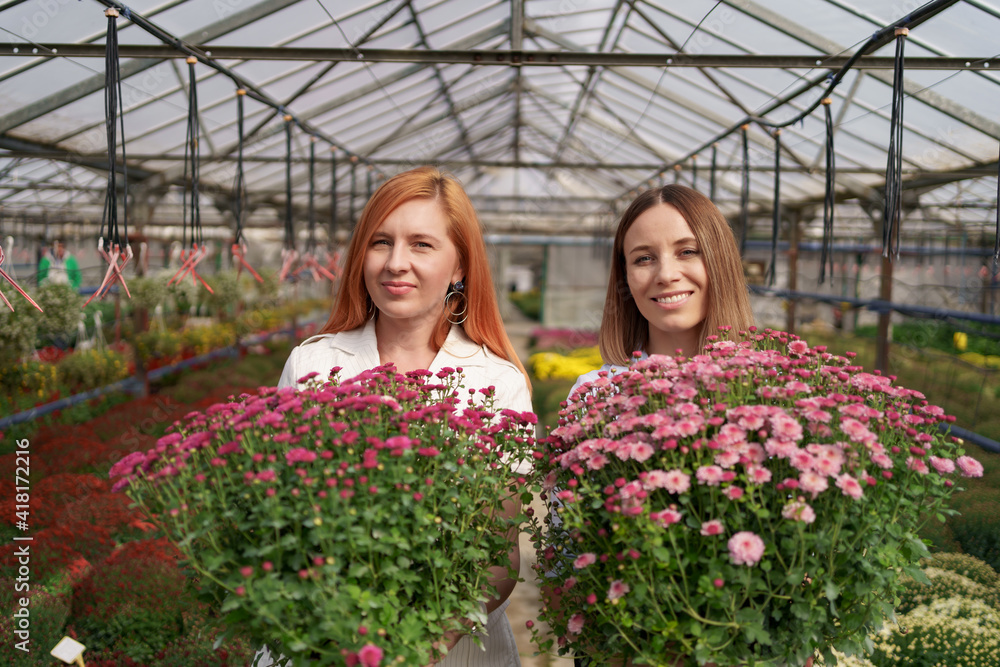 Two adorable ladies posing with a bunches of pink chrysanthemums in a beautiful blooming green house with glass roof. Small entrepreneurship concept