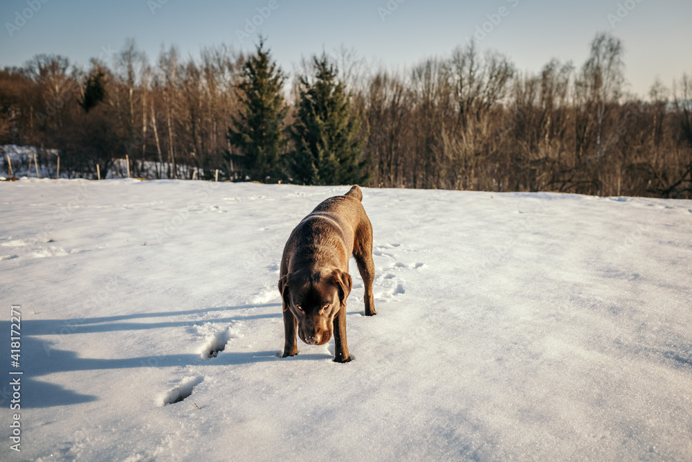 A dog walking in the snow a Labrador A dog walking in the snow a Labrador
