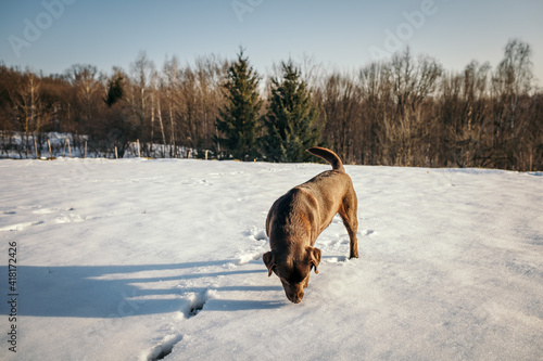 A dog walking in the snow a Labrador © Дмитро Григорчак