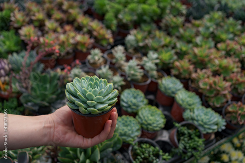 Close up woman hand holding a pot with a succulent plant with many other succulents in background. photo