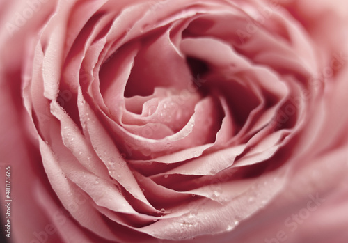 Close up pink rose flower. Abstract background. Macro. Soft focus. Copy space.