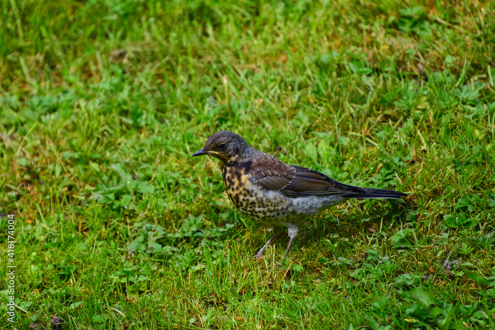 Nahaufnahme einer Singdrossel auf einer grünen Wiese auf Futtersuche Nahaufnahme einer Singdrossel auf einer grünen Wiese auf Futtersuche