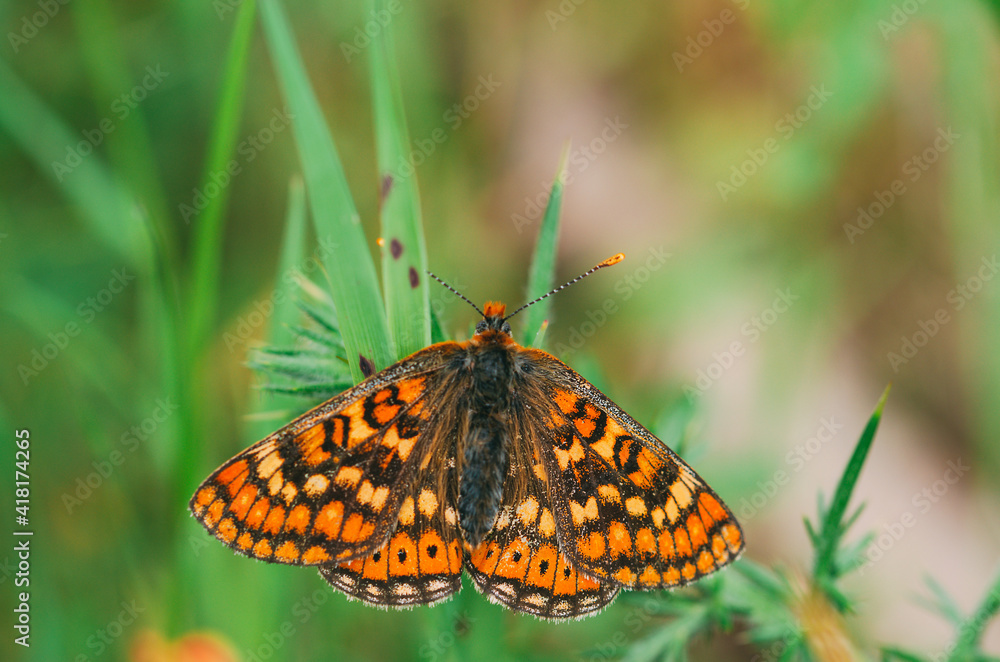 Obraz premium Vanessa cardui. Colored butterfly perched on a leaf. Selective focus on macro photography.