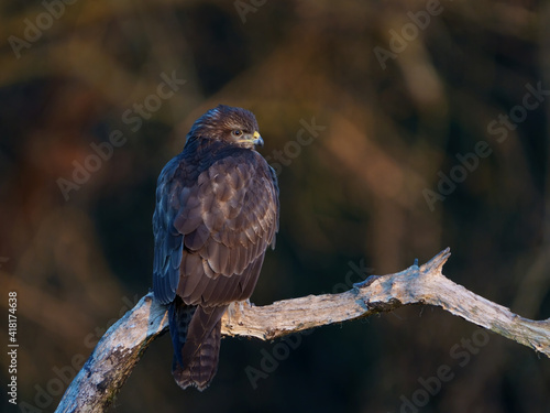 Common buzzard (Buteo buteo)