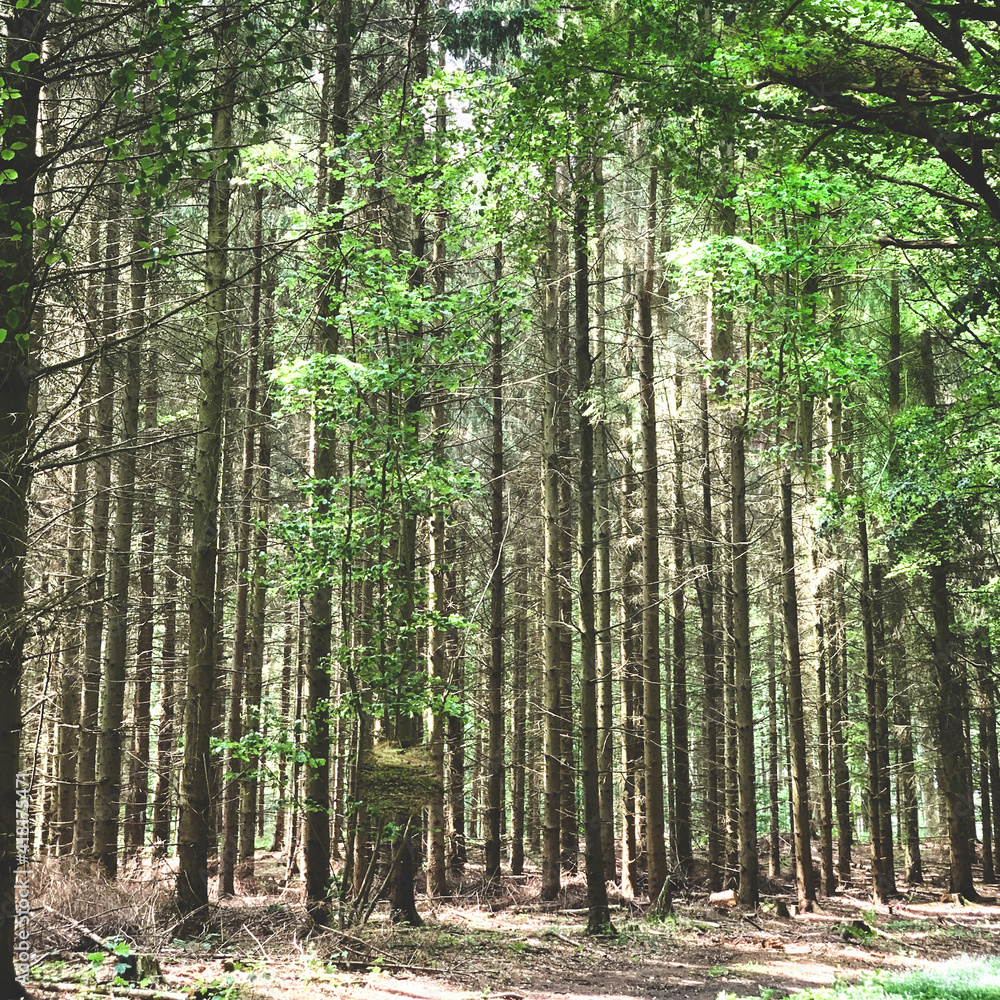 Naklejka premium scandinavian forest trees